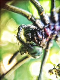 Close-up of insect on wall