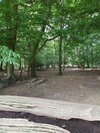 Trees in forest