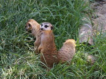 Close-up of meerkats behind leaves