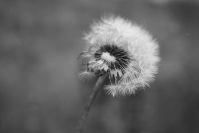 Close-up of dandelion flower
