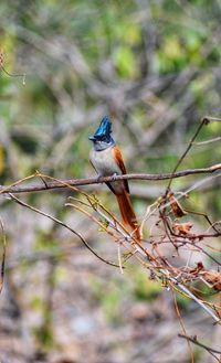 Close-up of bird perching on branch