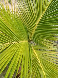 Close-up of palm leaves