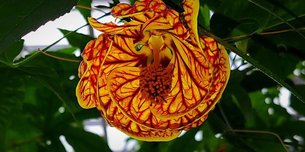 Low angle view of orange leaf hanging on plant