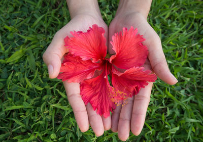 Close-up of hands holding red flower on grassy field