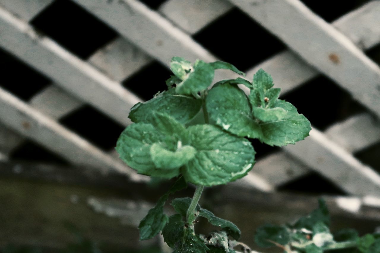 HIGH ANGLE VIEW OF POTTED PLANTS