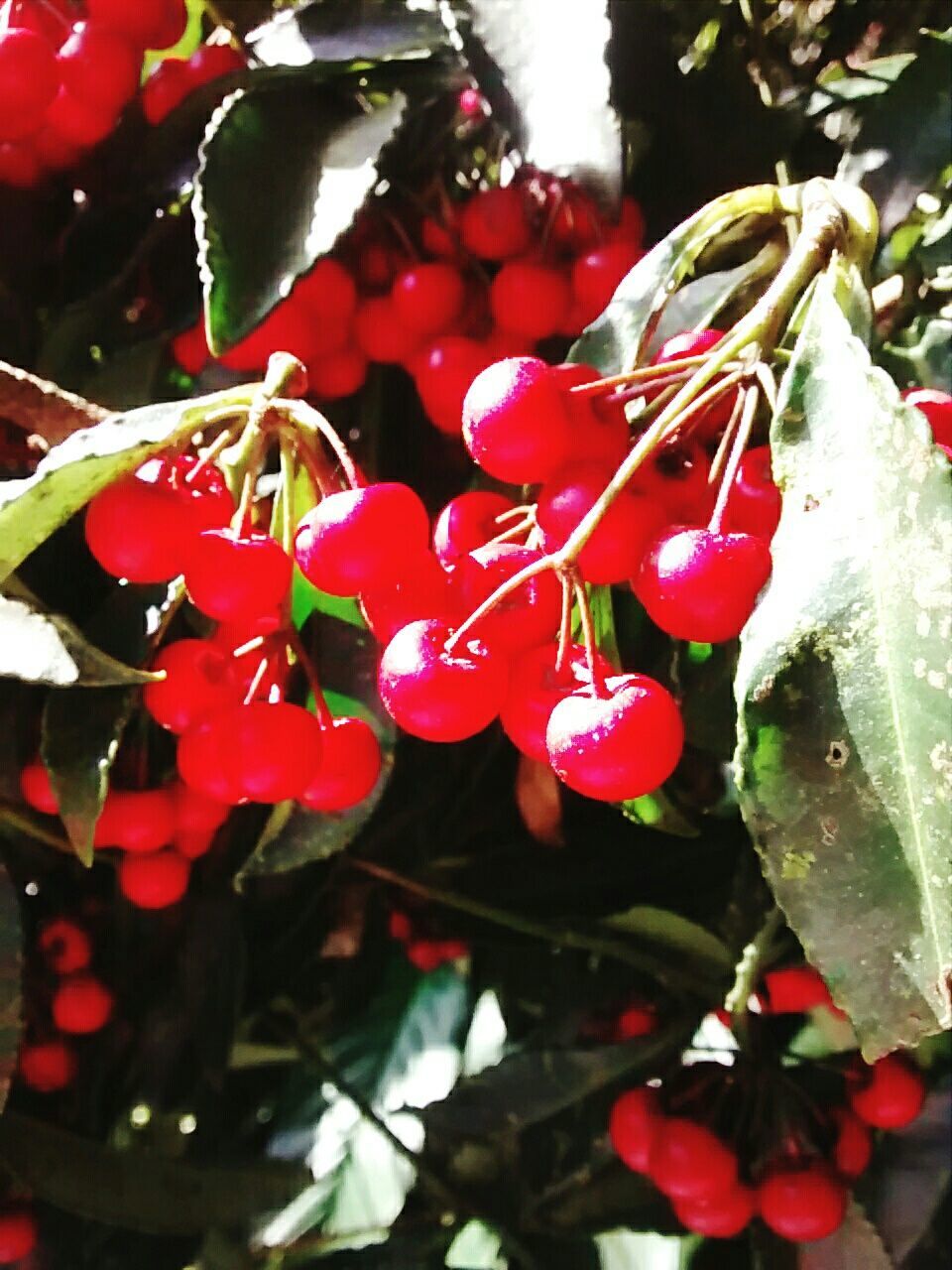 red, freshness, growth, fruit, leaf, close-up, nature, beauty in nature, food and drink, flower, tree, plant, branch, focus on foreground, fragility, berry fruit, food, healthy eating, day, outdoors