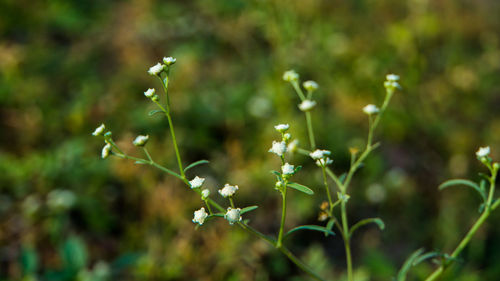 Close-up of flowering plant on field