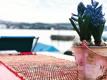 Close-up of potted plant on table by sea