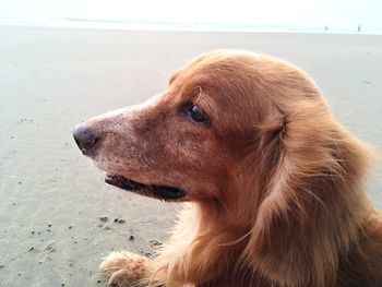 Close-up of dog looking away