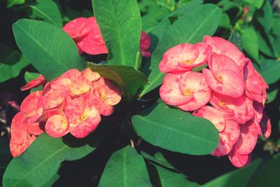 Close-up of pink flowering plant leaves