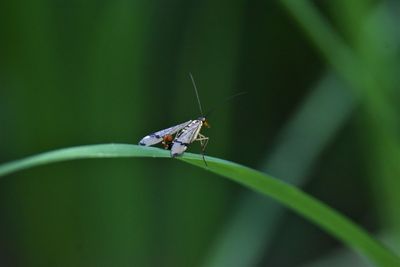 Close-up of scorpionfly on leaf