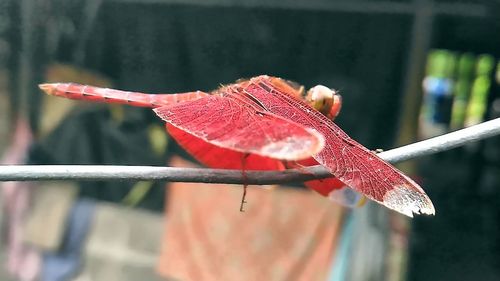 Close-up of plant against blurred background