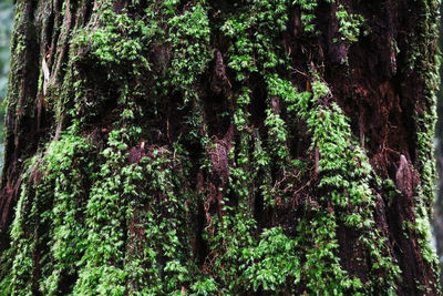 Low angle view of trees in forest