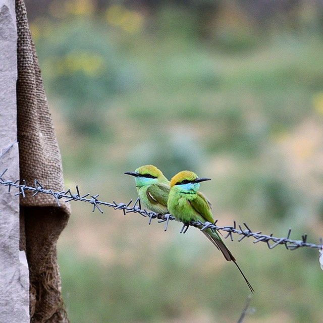 animal themes, animals in the wild, one animal, wildlife, perching, bird, focus on foreground, fence, branch, close-up, nature, leaf, green color, outdoors, day, full length, lizard, no people, side view, plant