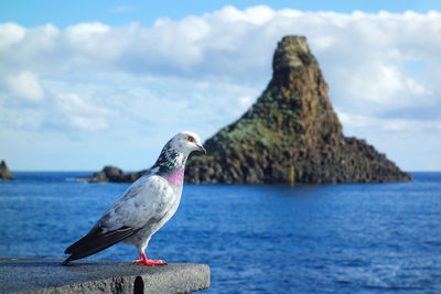 Seagull perching on a rock