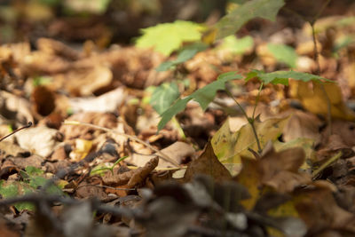 Close-up of dry leaves on field