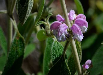 Close-up of purple flowers blooming outdoors