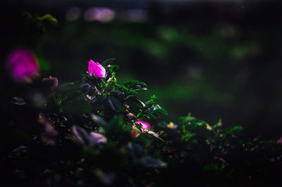 Close-up of purple flowers blooming outdoors