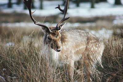 Deer on field