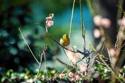 Close-up of bird perching on tree