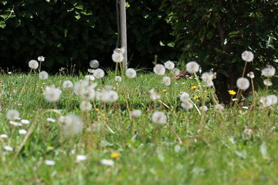 White flowering plants on field