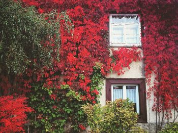 Close-up of flowers growing on tree