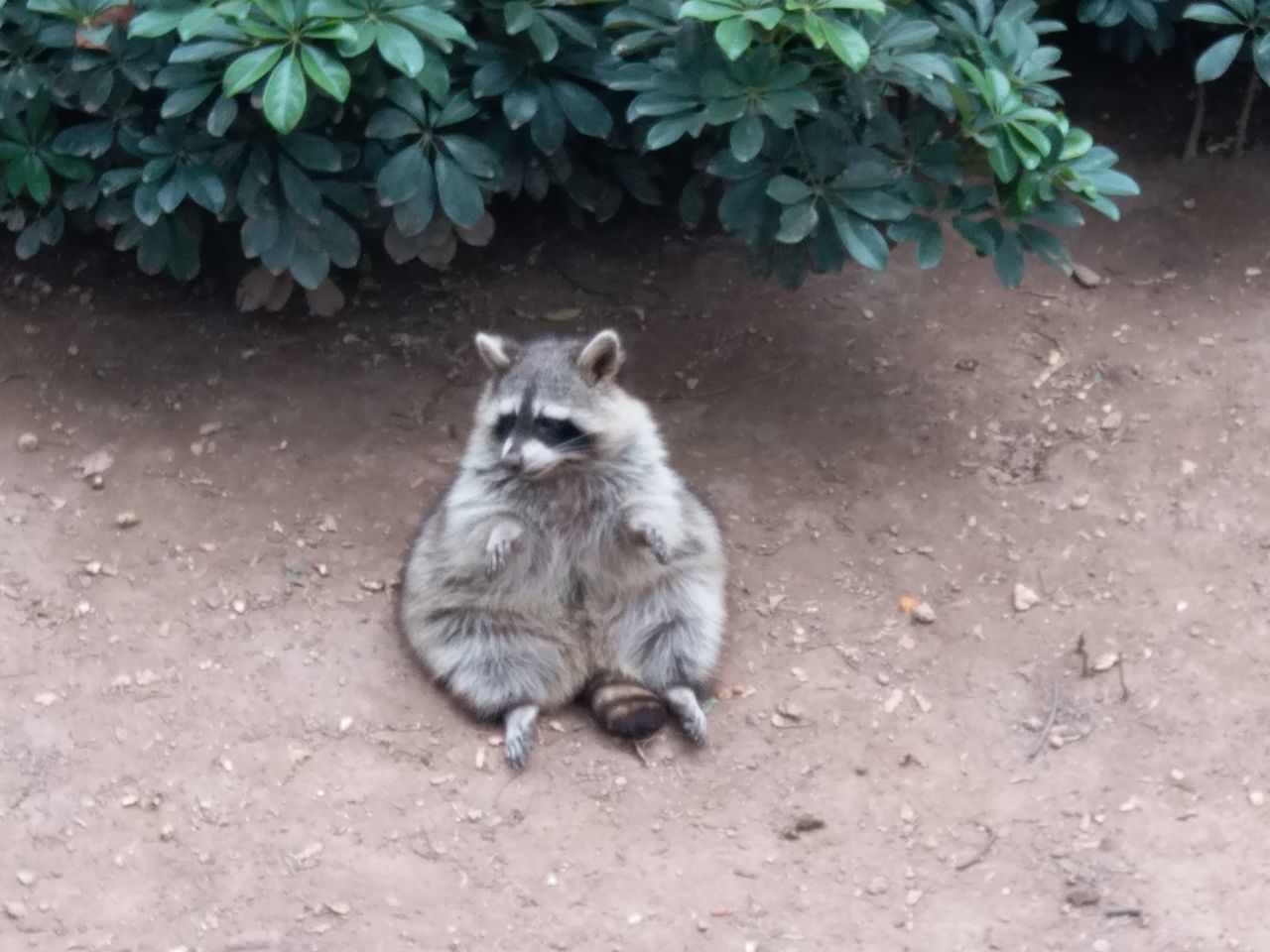 animal themes, animal, mammal, one animal, pet, domestic animals, domestic cat, cat, feline, no people, day, nature, sitting, portrait, looking at camera, plant part, plant, raccoon, outdoors, high angle view, leaf, animal wildlife