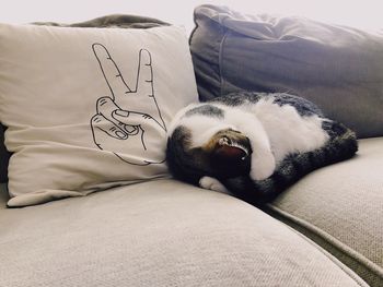 Cat resting on bed at home