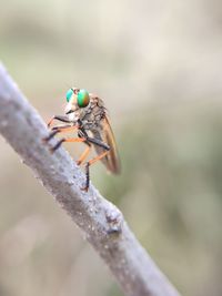 Close-up of insect