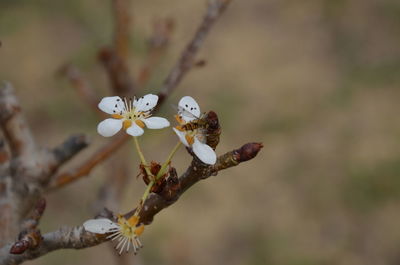 Close-up of white cherry blossoms