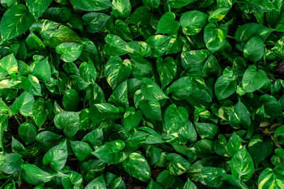 Full frame shot of fresh green leaves