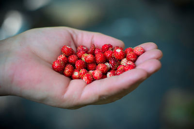 Close-up of hand holding strawberry