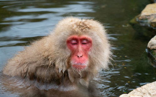 Monkey in a lake