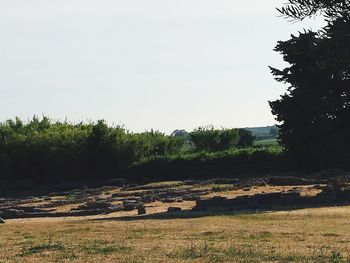 Scenic view of field against clear sky