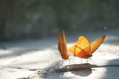 Close-up of butterfly on dry leaf