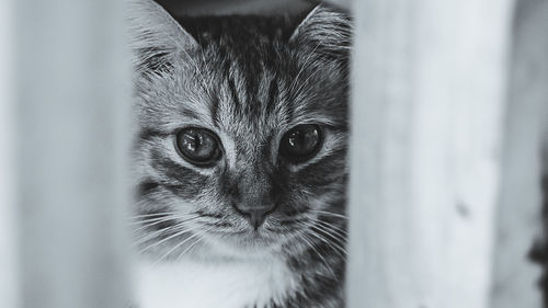 Close-up portrait of cat