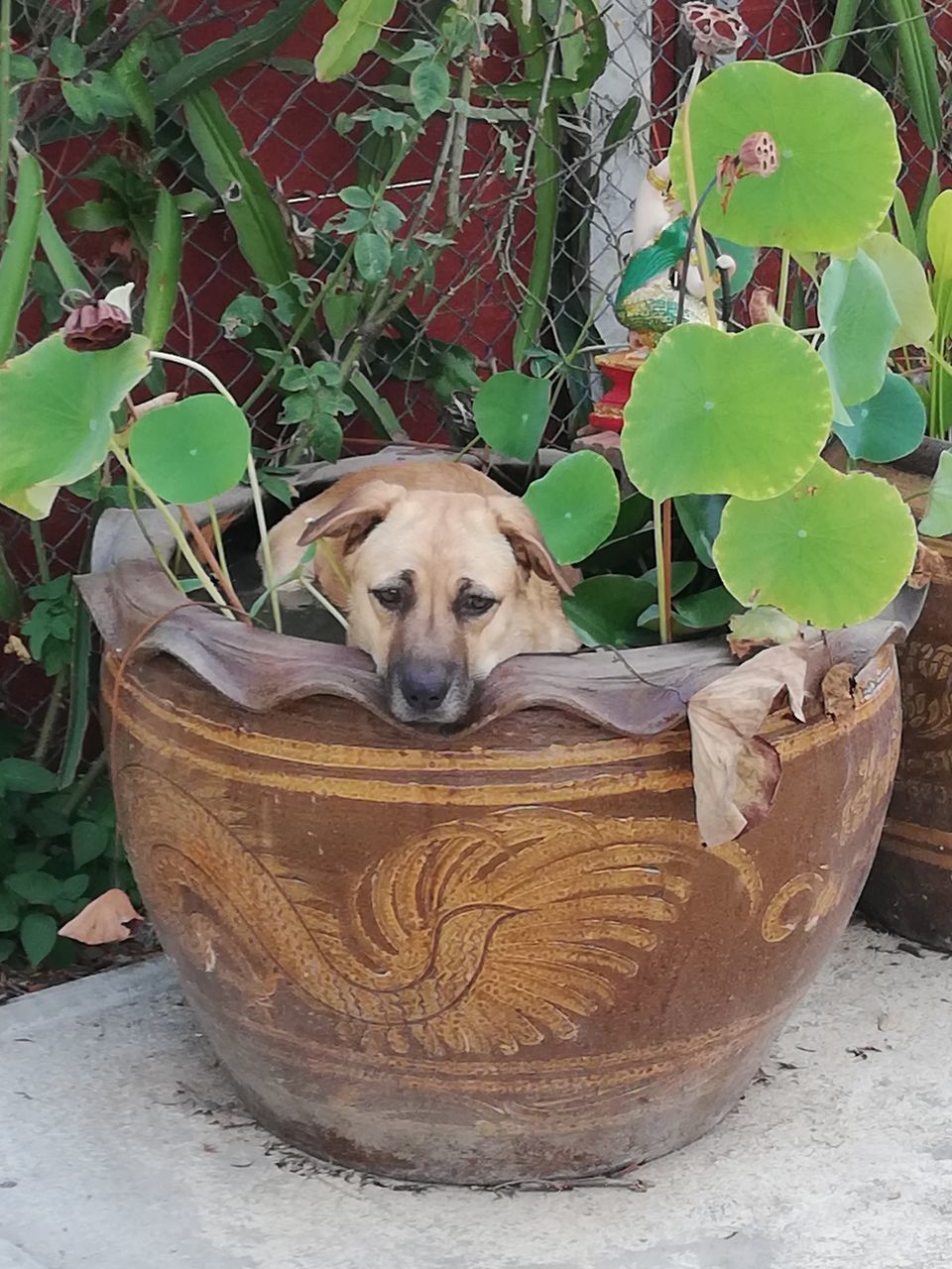 PORTRAIT OF A DOG IN A POT