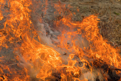 Close-up of fire crackers on land