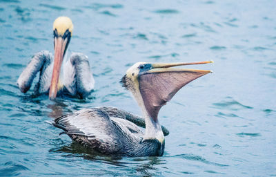 View of birds swimming in lake