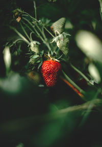 Close-up of strawberry growing on plant