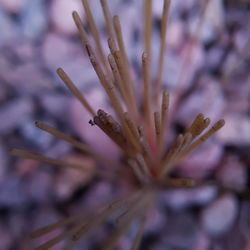 Close-up of flower