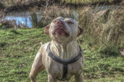 Close-up of dog on field