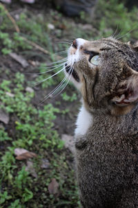 Close-up of a cat looking away