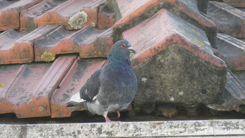 Close-up of bird perching outdoors