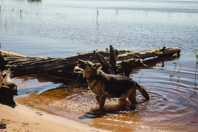 Dog in shallow water