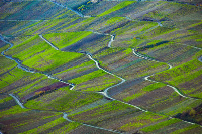 Full frame shot of agricultural field