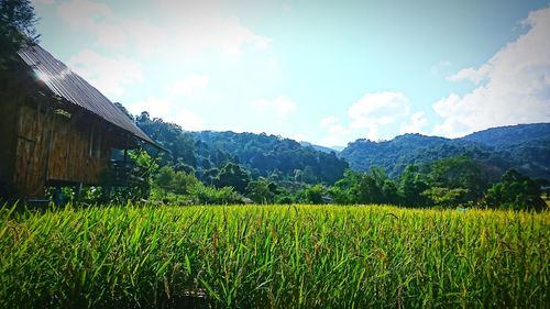 Scenic view of agricultural field against sky