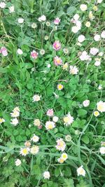 Close-up of white flowers blooming in field