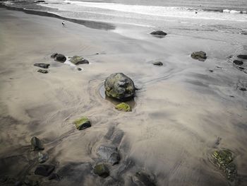 High angle view of crab on beach