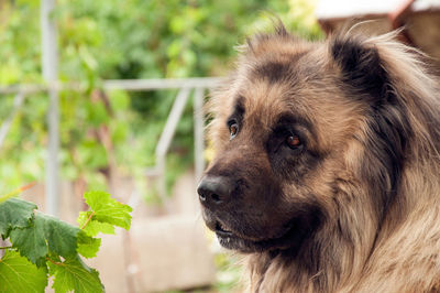 Close-up of dog